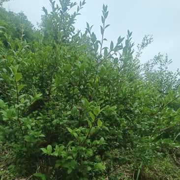东兰万亩山上茶油果