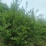 东兰万亩山上茶油果