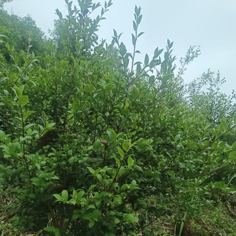 东兰万亩山上茶油果