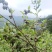东兰万亩山上茶油果