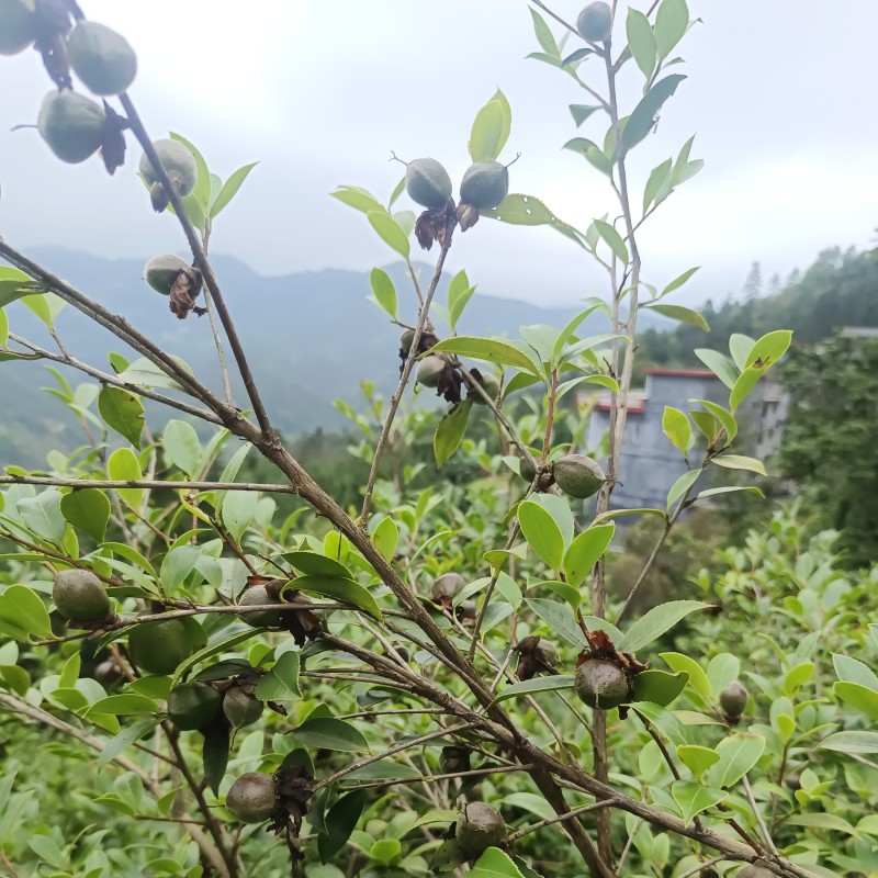 东兰万亩山上茶油果