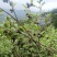 东兰万亩山上茶油果