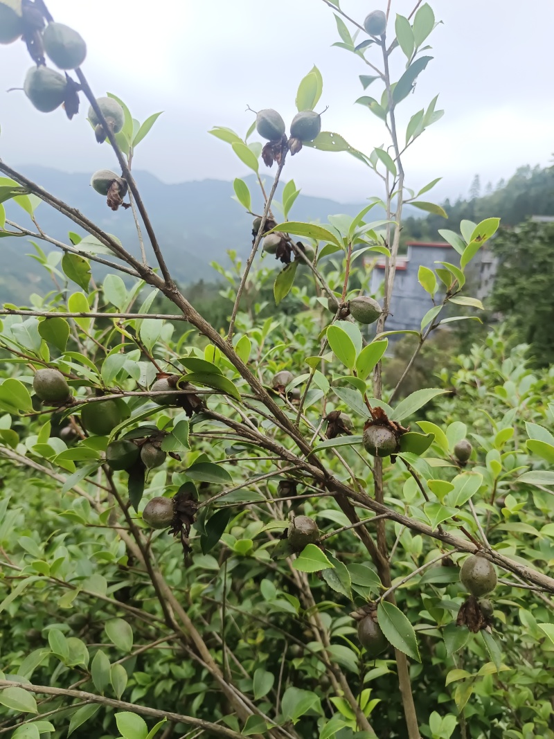 东兰万亩山上茶油果