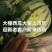 批发麒麟西瓜产地湖南保质量足斤两诚信团队稳定发货