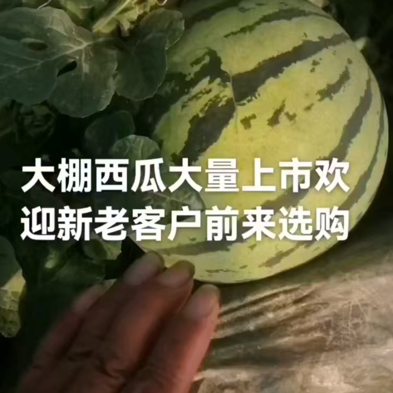 批发麒麟西瓜产地湖南保质量足斤两诚信团队稳定发货