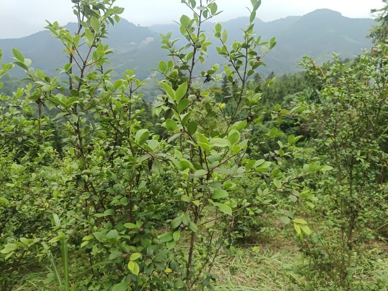 东兰万亩山上茶油果