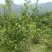 东兰万亩山上茶油果