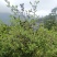东兰万亩山上茶油果