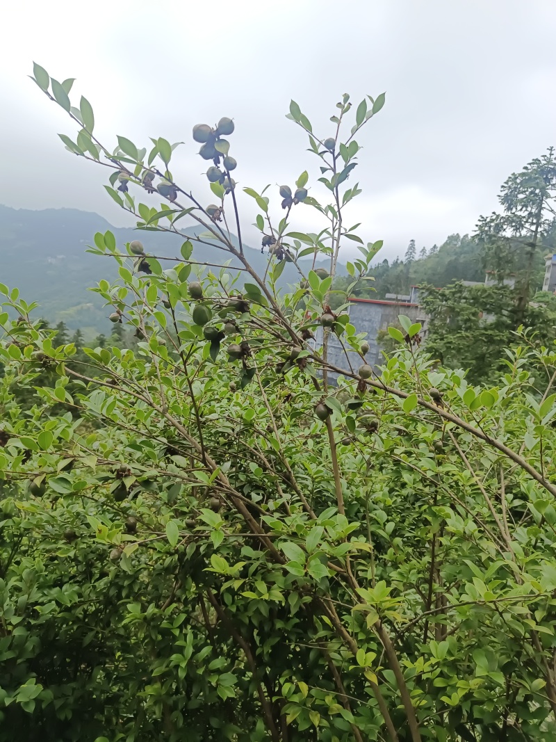 东兰万亩山上茶油果