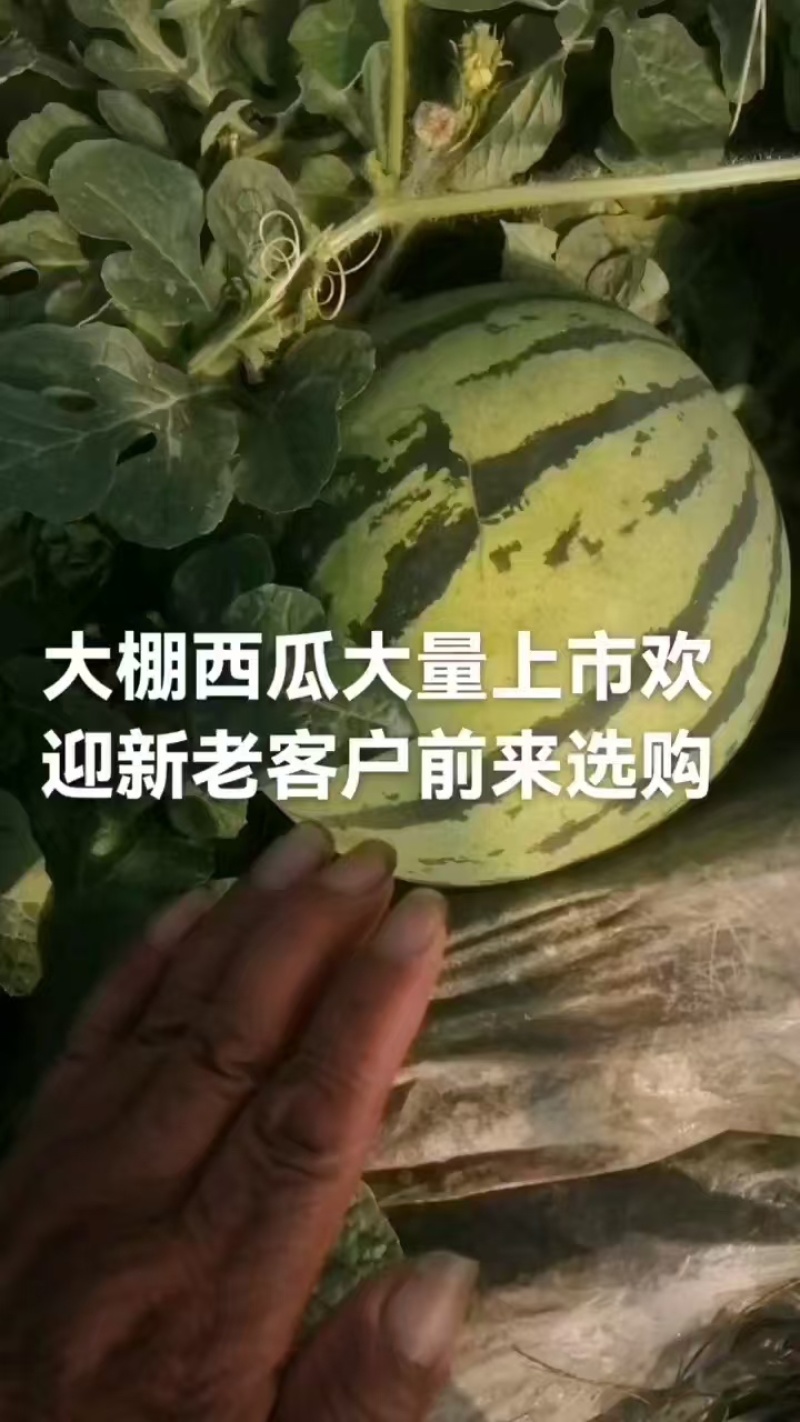批发麒麟西瓜产地湖南保质量足斤两诚信团队稳定发货
