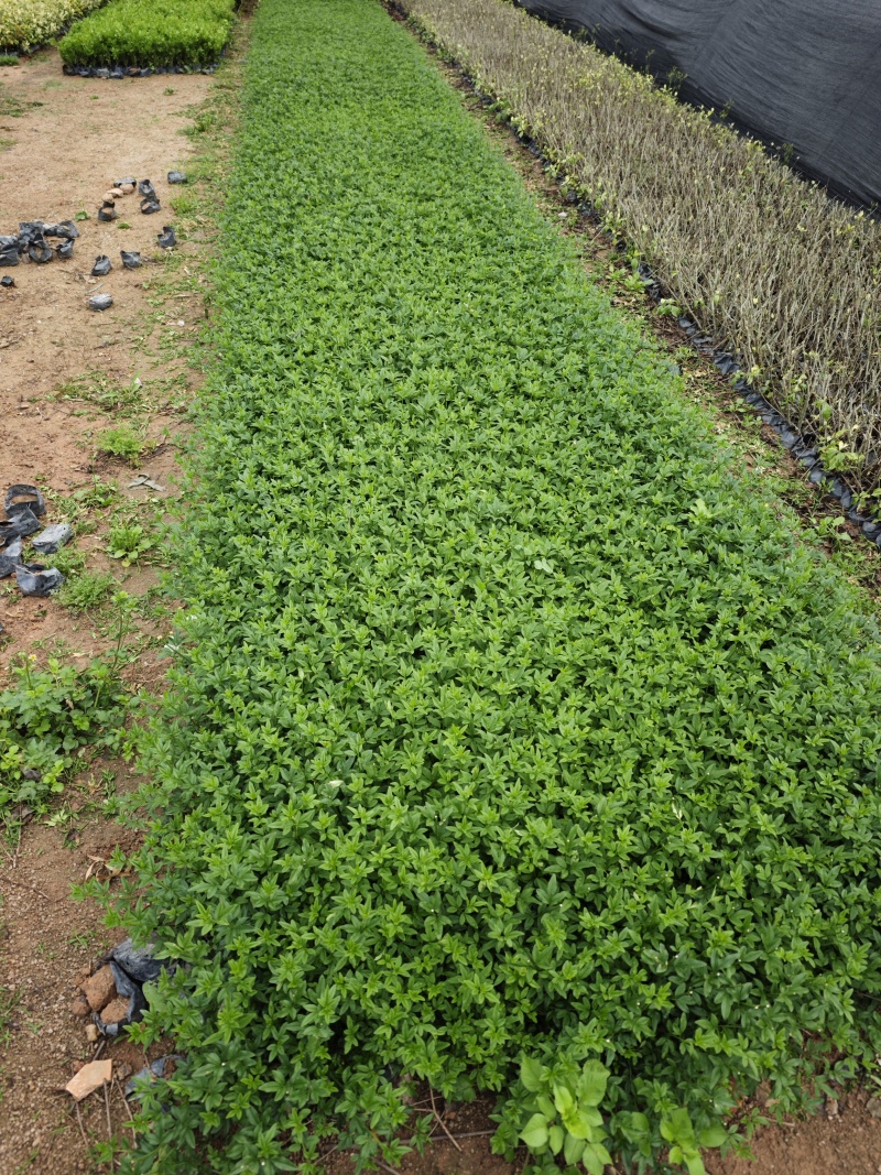 迎春花黄素馨高度20到30厘米袋苗基地