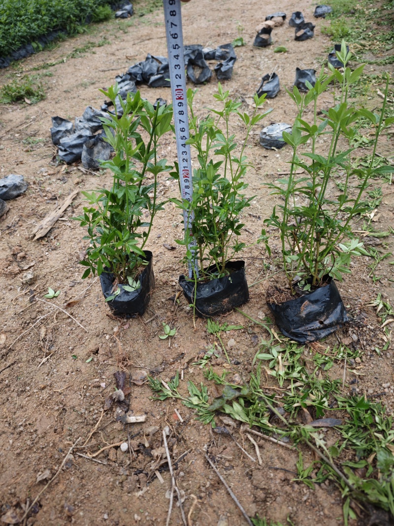 迎春花黄素馨高度20到30厘米袋苗基地