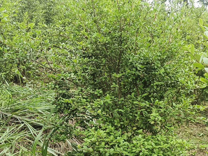 ***********东兰万亩山上茶油果
