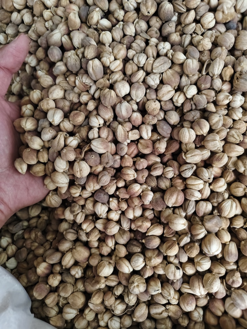 白豆蔻白蔻干净无杂质批发零售