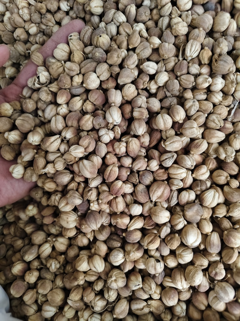 白豆蔻白蔻干净无杂质批发零售