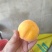 套袋毛桃