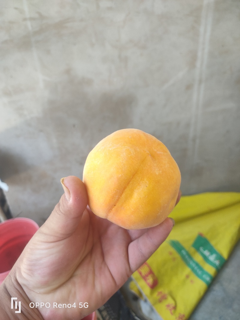套袋毛桃
