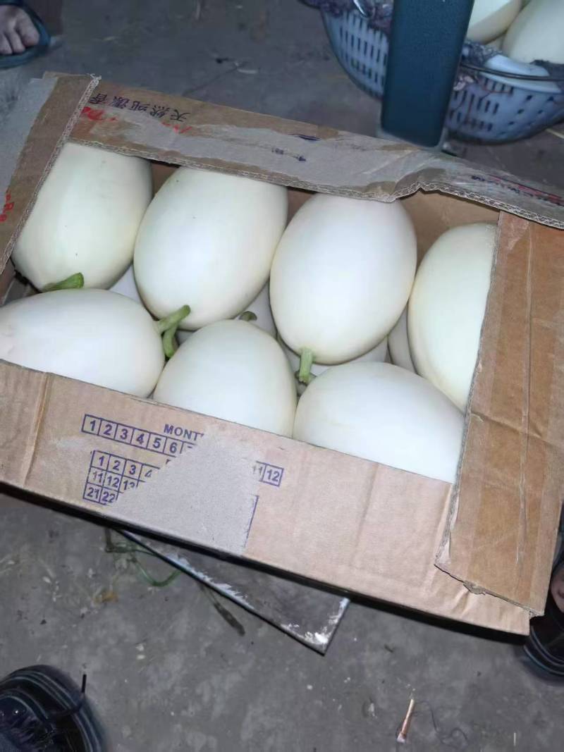 阜阳冰糖甜瓜甜度高口感号基地直可视频看过
