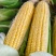 河北鲜食玉米甜玉米水果玉米货源充足量大从优