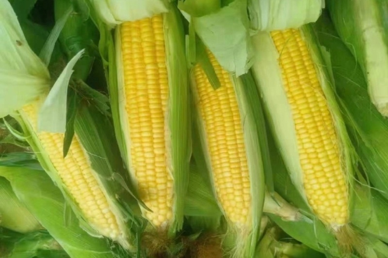 河北鲜食玉米甜玉米水果玉米货源充足量大从优