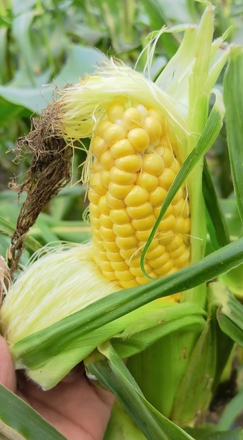 河北鲜食玉米甜玉米水果玉米货源充足量大从优