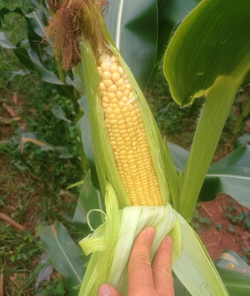 河北鲜食玉米甜玉米水果玉米货源充足量大从优