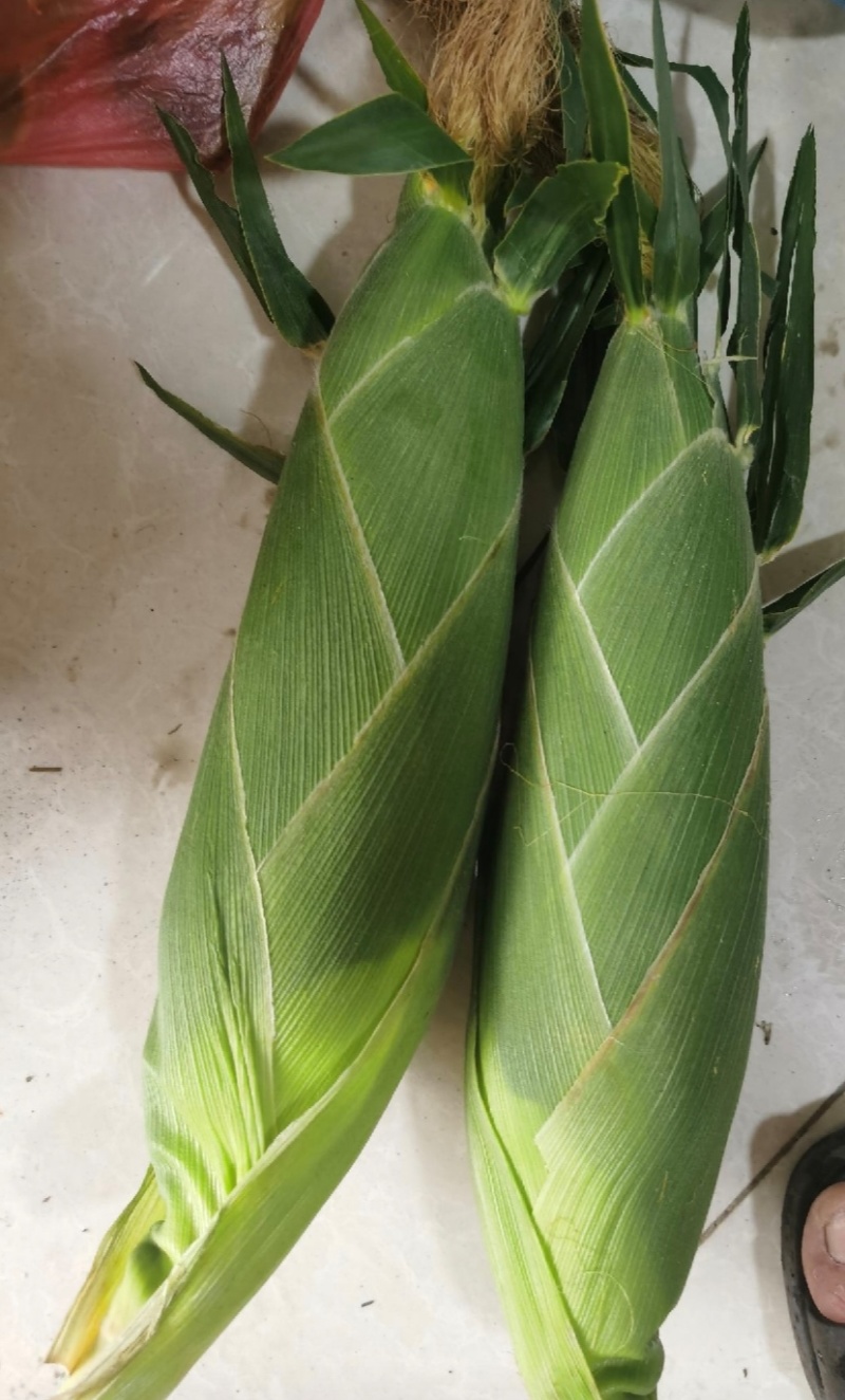 河北鲜食玉米甜玉米水果玉米货源充足量大从优