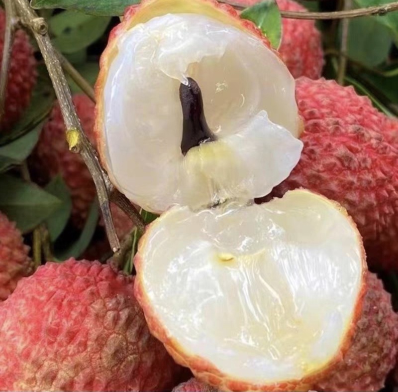 惠州桂味荔枝