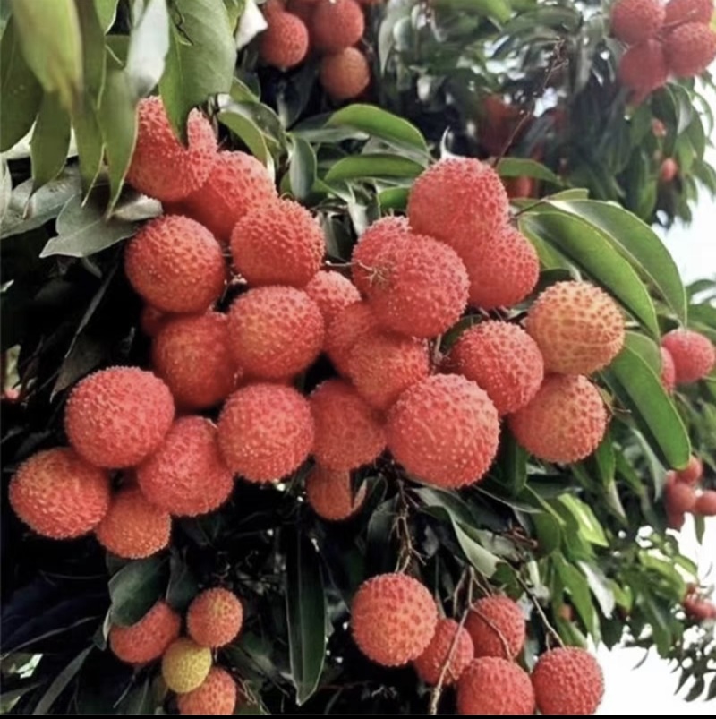 惠州桂味荔枝