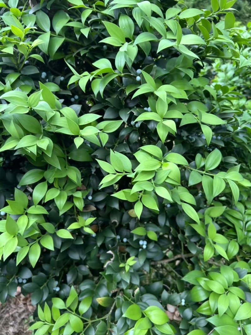 福建花卉市场***********