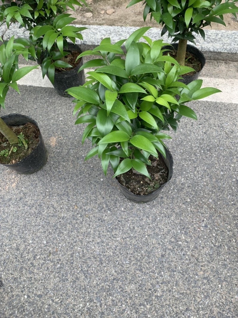 福建花卉市场***********