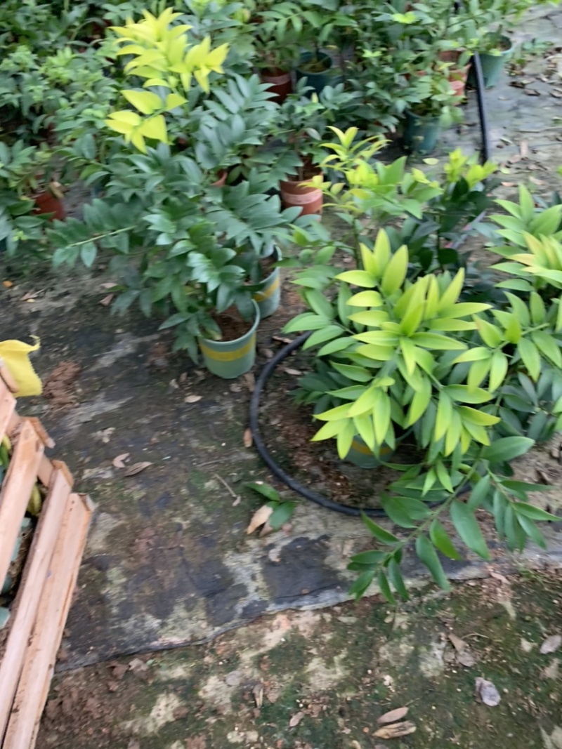 福建花卉市场***********