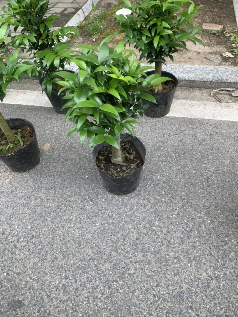 福建花卉市场***********