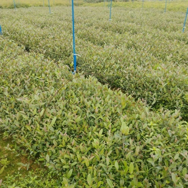 桃金娘基地直销价格优惠质量可靠护坡绿化常用品种