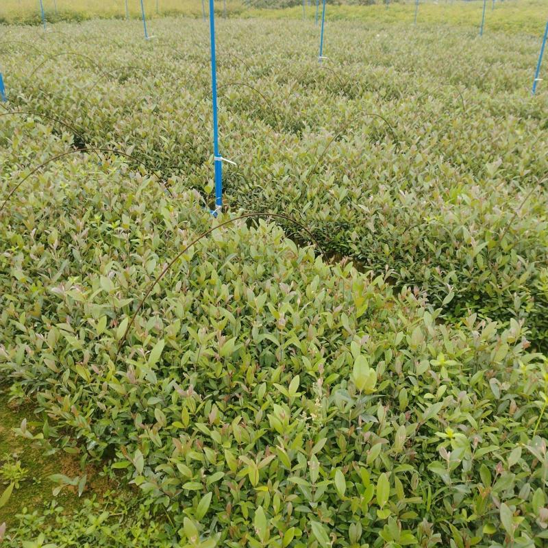 桃金娘基地直销价格优惠质量可靠护坡绿化常用品种