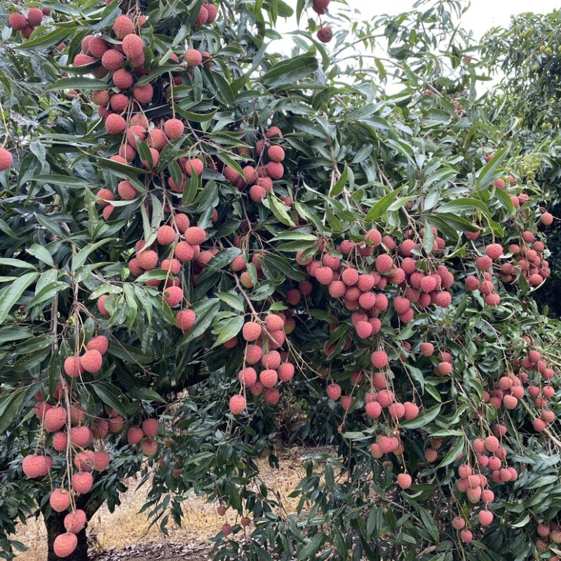 桂味荔枝妃子笑白蜡广东荔枝应季水果批发价（代收）