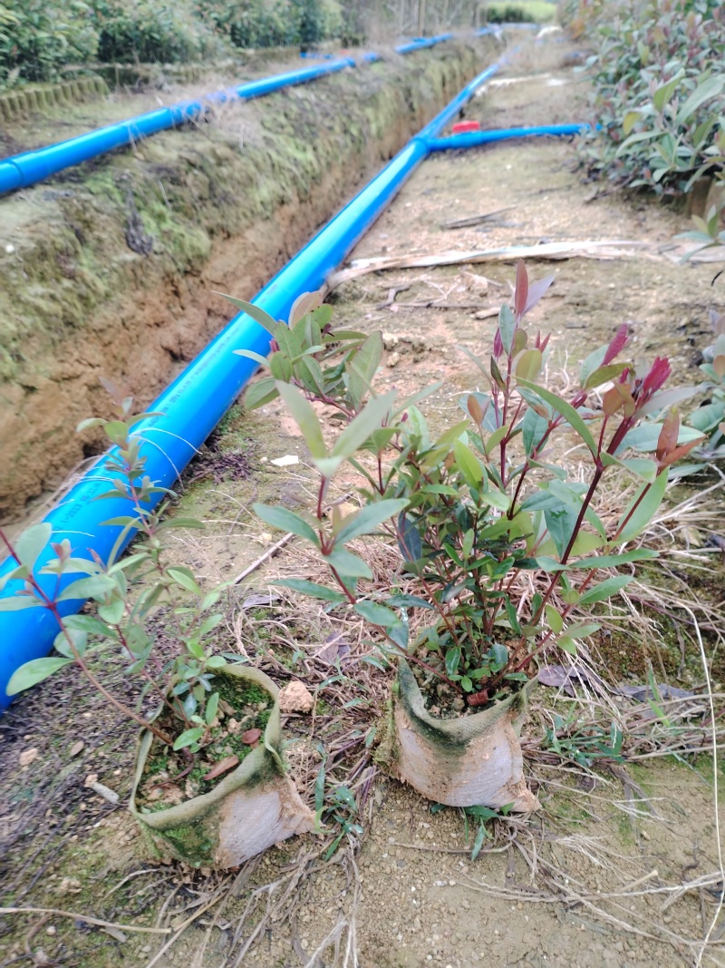 桃金娘基地直销价格优惠质量可靠护坡绿化常用品种