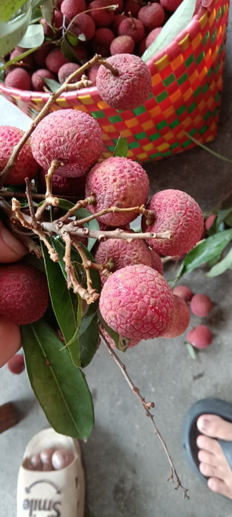 大量产地上市黑叶荔枝通过