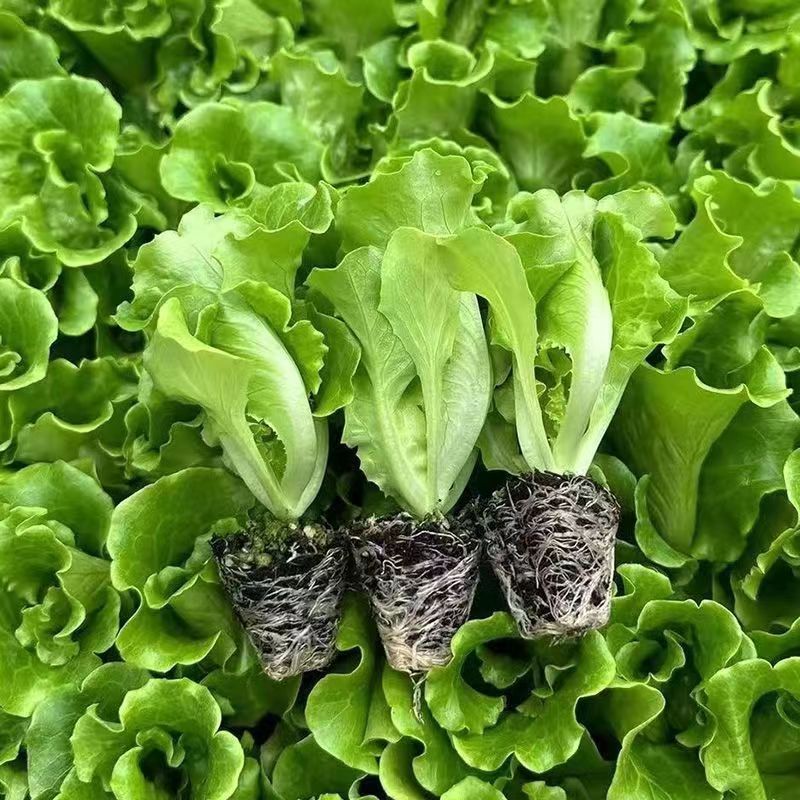 【实力商家】精品意大利生菜苗品质保证视频看货量大