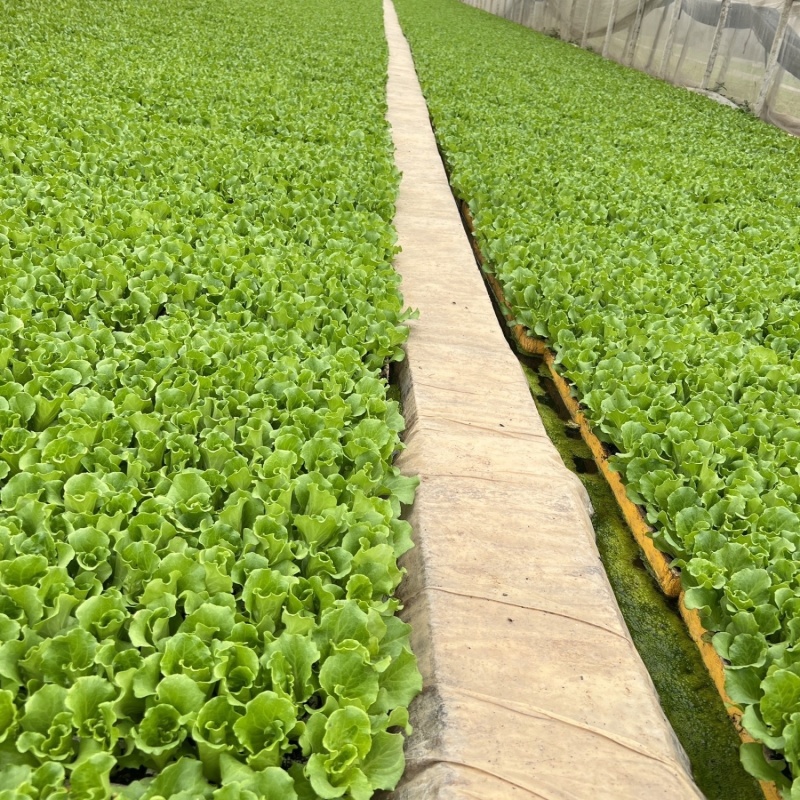 【实力商家】精品意大利生菜苗品质保证视频看货量大