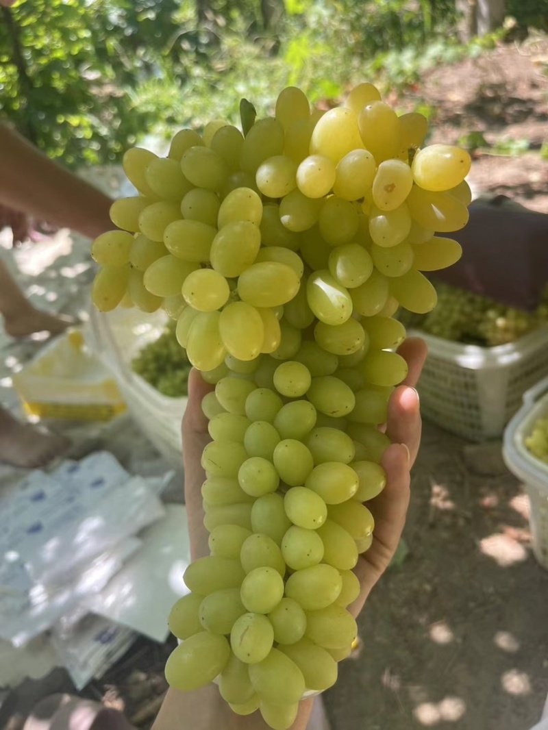 新疆无核白葡萄，产地直供大量有货，对接批发市场超市电商