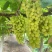 新疆无核白葡萄，产地直供大量有货，对接批发市场超市电商
