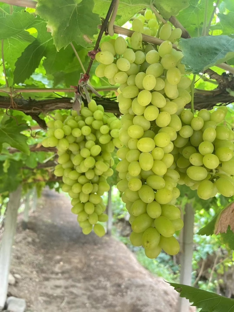 新疆无核白葡萄，产地直供大量有货，对接批发市场超市电商