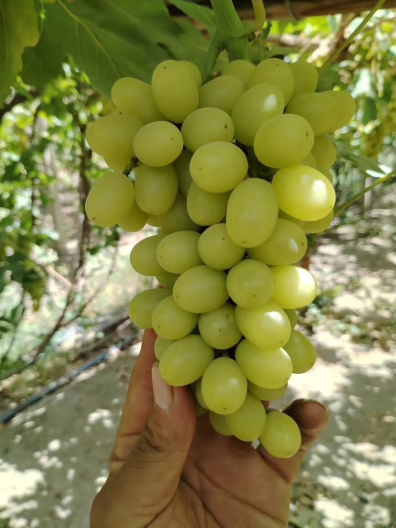 新疆无核白葡萄，产地直供大量有货，对接批发市场超市电商
