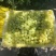 新疆无核白葡萄，产地直供大量有货，对接批发市场超市电商