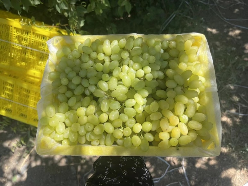 新疆无核白葡萄，产地直供大量有货，对接批发市场超市电商