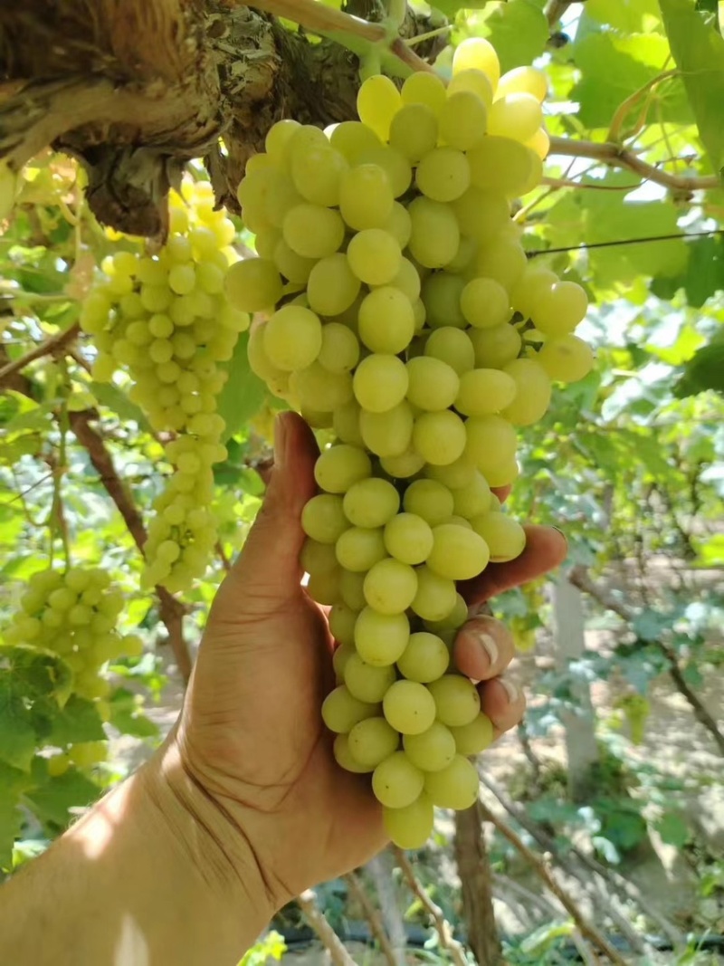 新疆无核白葡萄，产地直供大量有货，对接批发市场超市电商