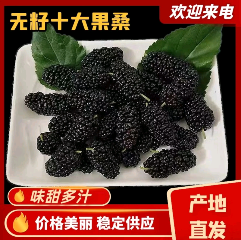 【荐】桑树苗无籽大十两年苗果桑苗台湾四季桑葚苗产地发货