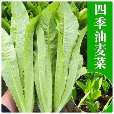 【精选】精品油麦菜苗基地批发高成活率提供指导服务