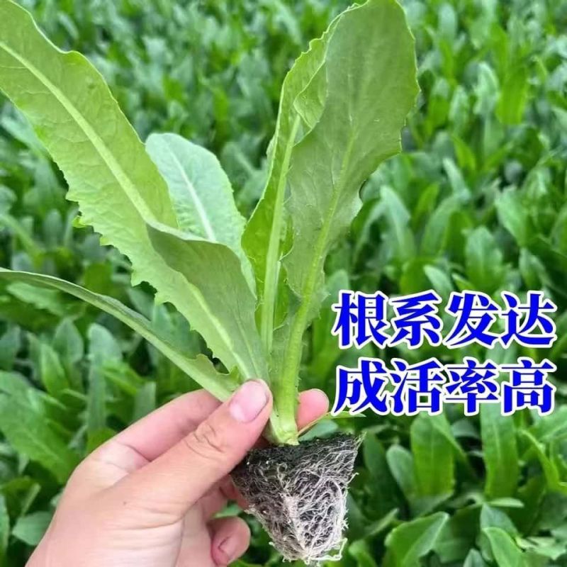 【基地批发】精品油麦菜苗根系发达视频看货量大从优